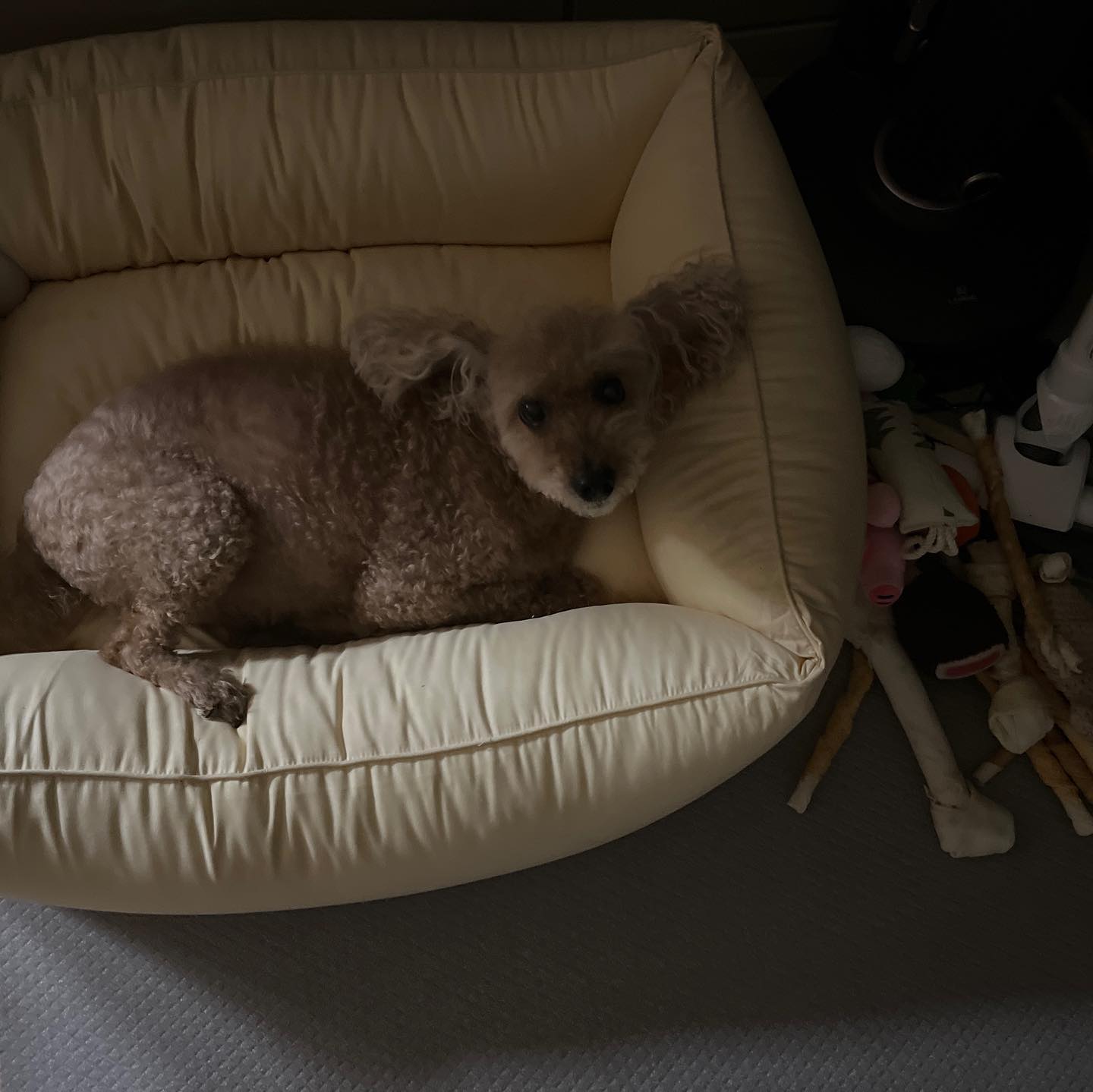 김콩이가 불편하게 누워서 자고 있길래 침대 안에 손을 넣었더니 뼈다귀가 …. 가득 나왔다 이걸 어케 숨겨둔 거야 콩아….? 그러니까 불편하지 빼주니까 편하게 자는 중