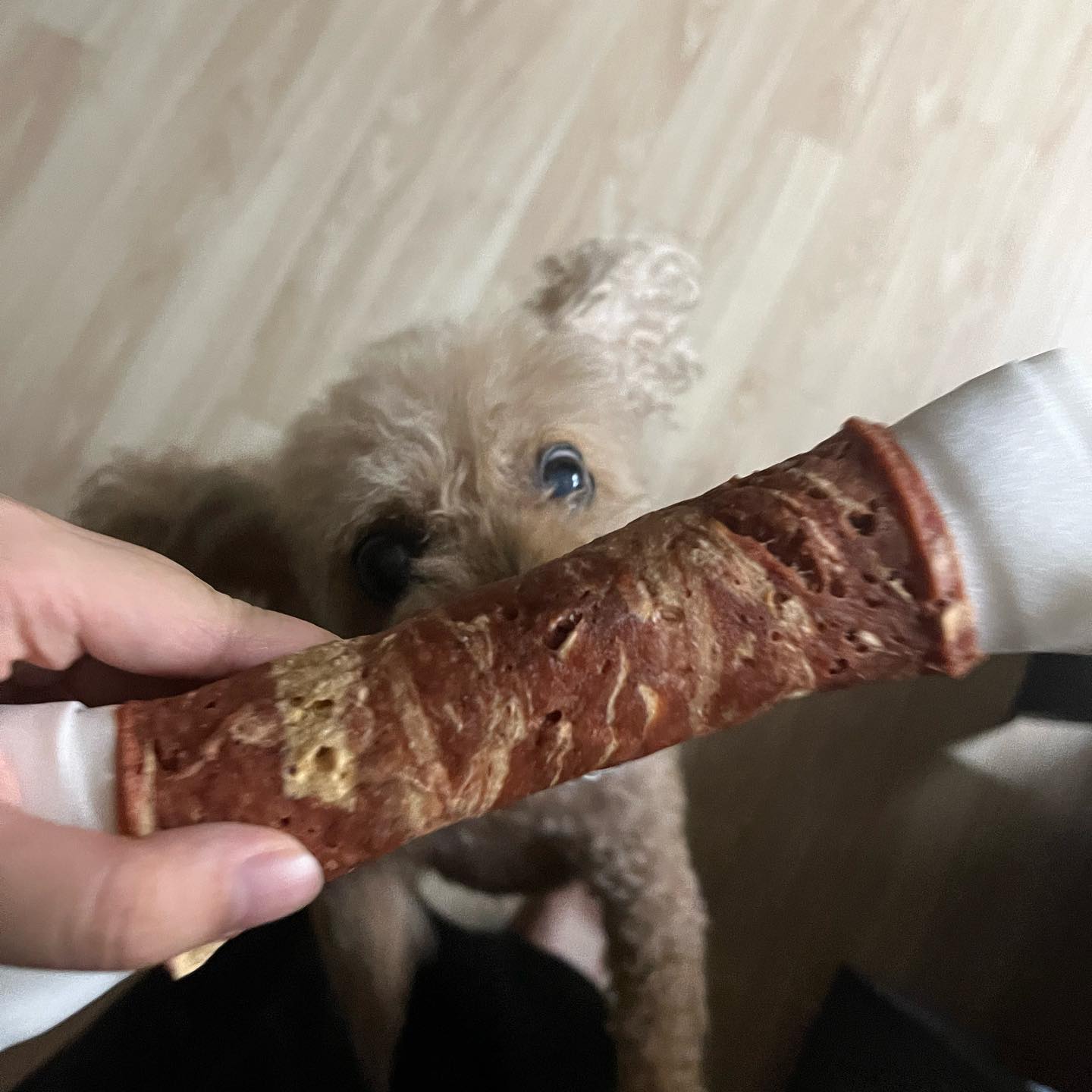 대형견이 먹는 강아지 뼈를 줬더니 눈이 버어언쩍 뜨고 맛나게 야식 먹으러 가는 김콩!! 불금이라 행복해요ㅜ😚