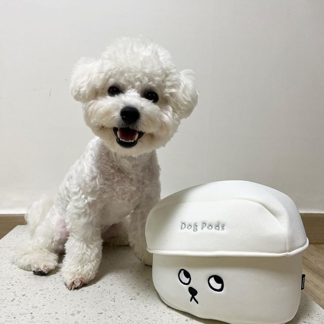 이백이네집🏠 on Instagram: "조증 이백이를 위한 개어팟 감당 안되는 강쥐들을 위해 제방 쓰셔야 하는 제품이에요! 울 이백이 암것도 안들어있는 장난감에 노즈워크함ㅋ 덕분에 오늘 저녁은