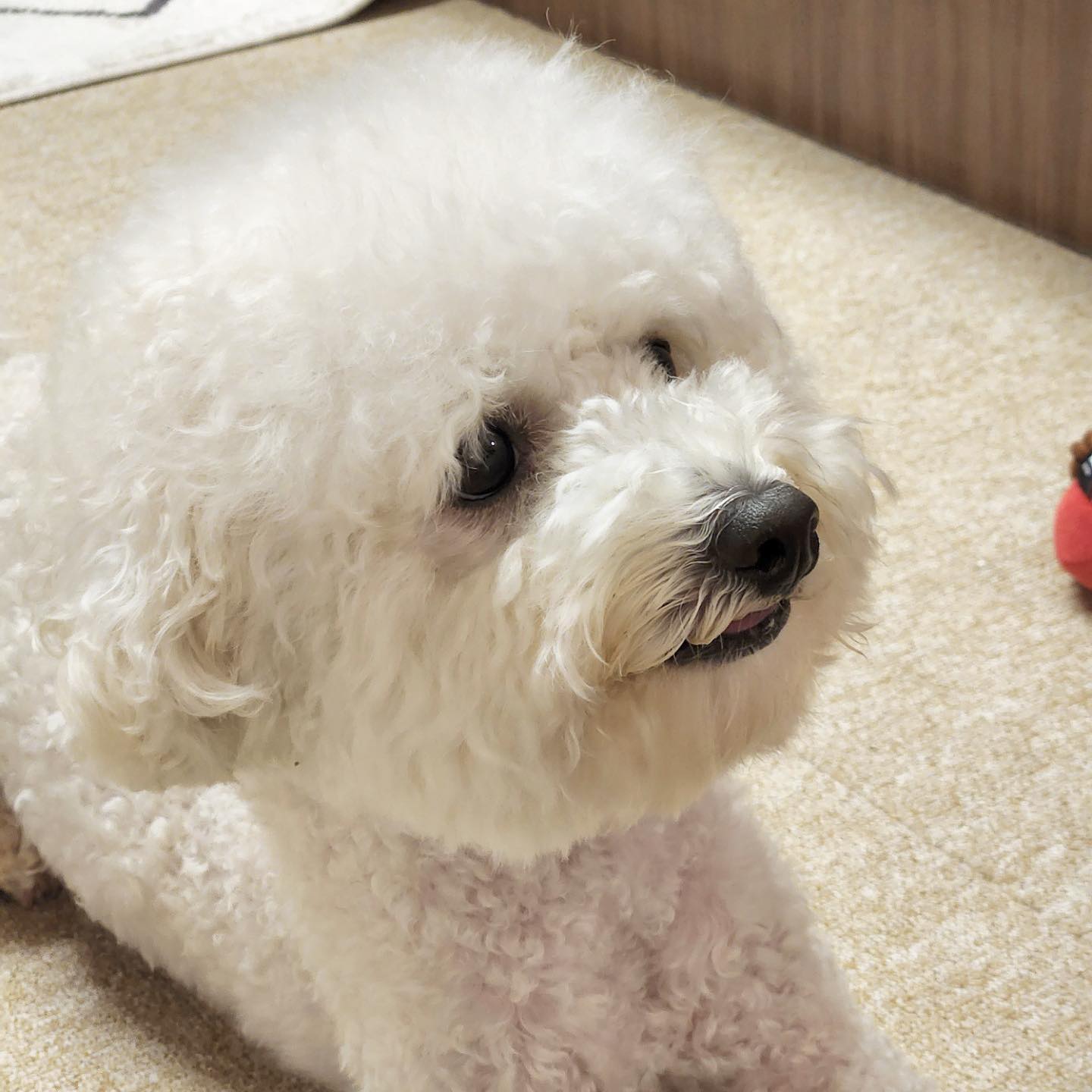 🤔: 냠냠 원하시나요??
🐶: 주떼여 제발 빨리 현기증난단말이에여