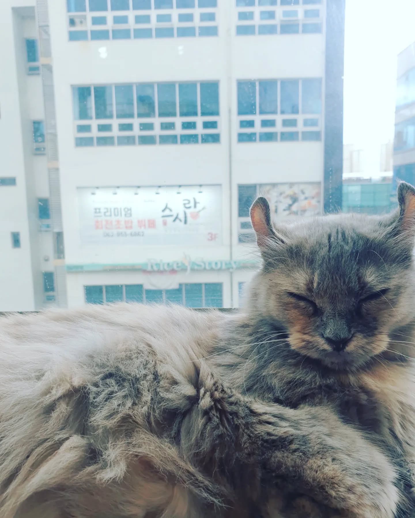 #냐옹냐옹고양이카페 #수완지구 #광주