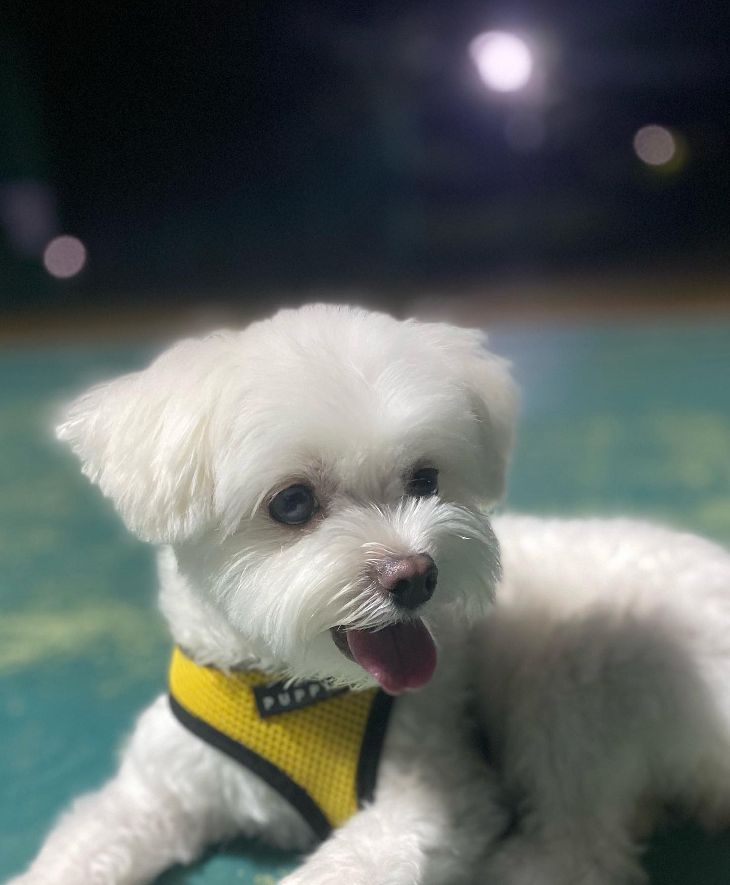 콘텐츠