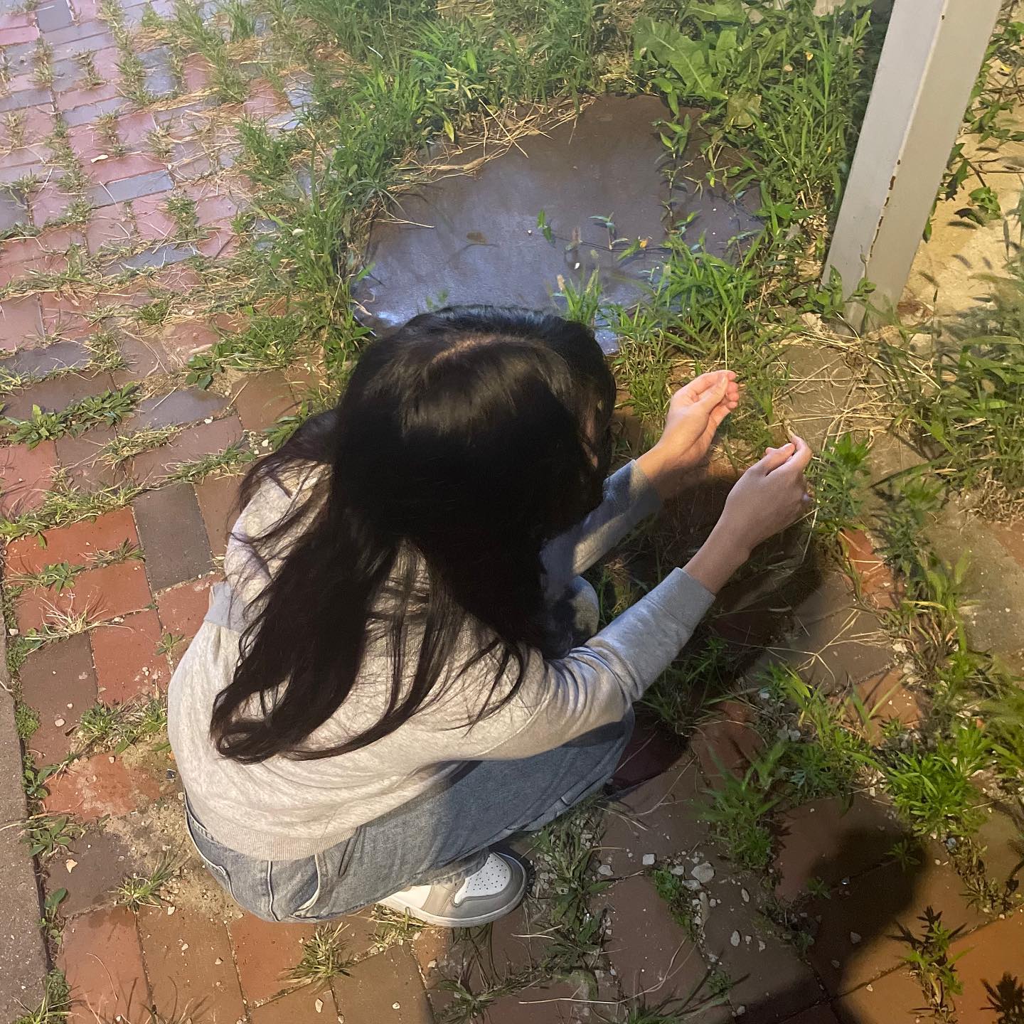 고양이 꼬시기