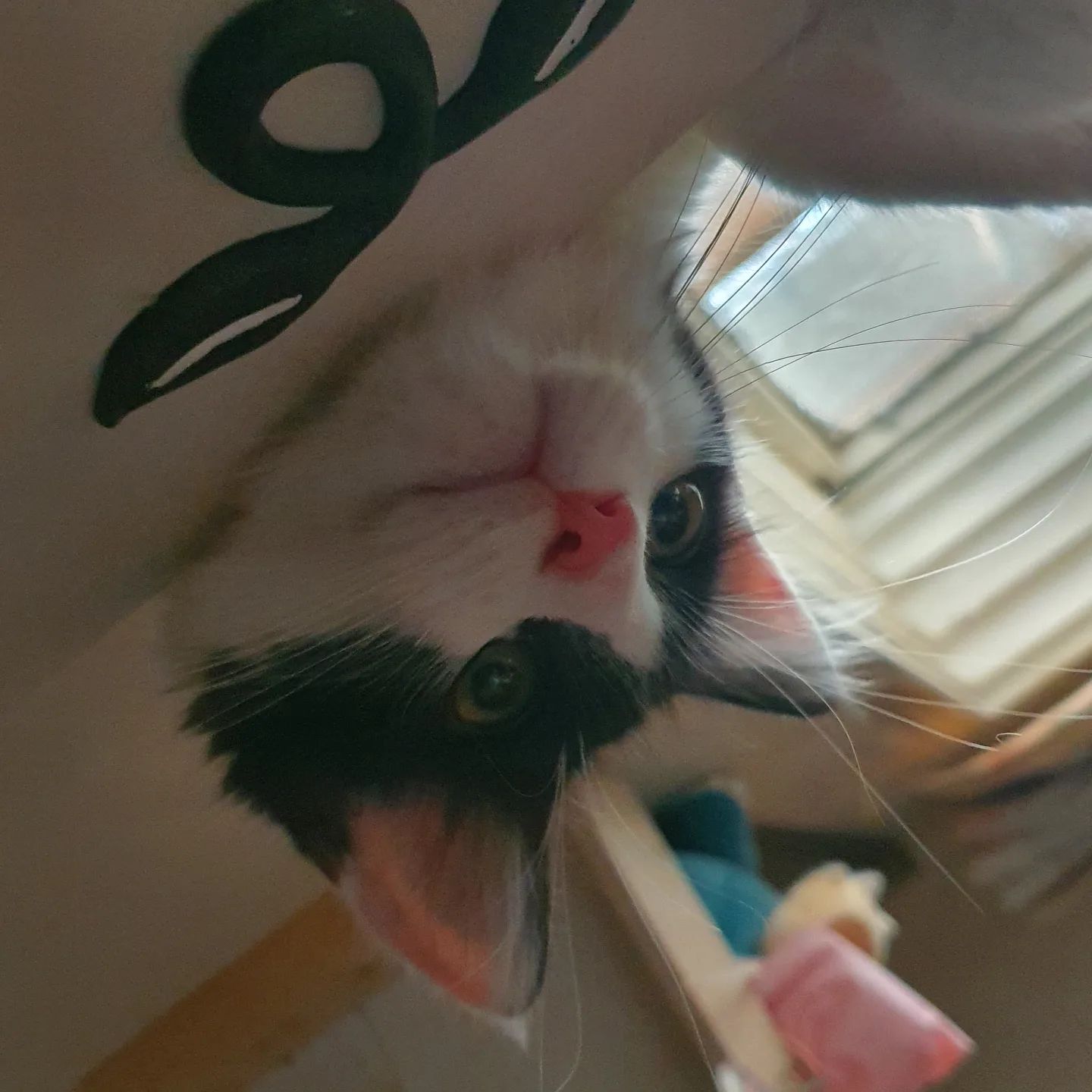 빤니 인나 집쨔!!

#냥스타그램 #냥이 #냥 #고양이 #귀요미 #미묘 #cat #사랑둥이 #❤ #묘스타그램 #반려묘 #캣스타그램 #인스타그램  #고양이스타그램 #인스타그램 #노르웨이숲 #먼치킨 #좋아요 #팔로우 #소통 #캣유딩