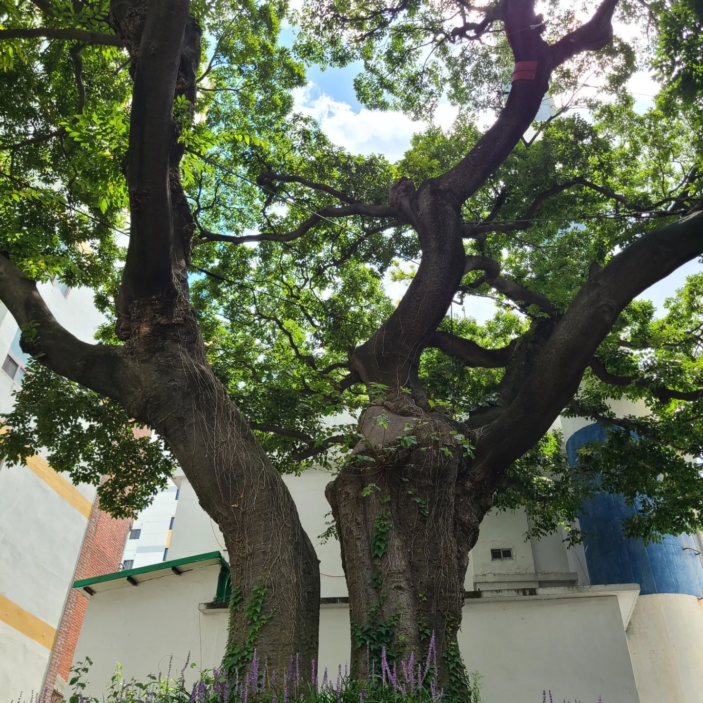 🌳 동래구에서 만나는 팽나무

✔️ 소재지 낙민동 293-10번지
✔️ 수령 220년
✔️ 현재 맥문동 구경은 덤

#팽나무 #동래구팽나무 #나무
#낙민동 #낙민동팽나무 #보호수
#동래구 #1797팽나무하우스
#낙민동293-10번지 #우리동네