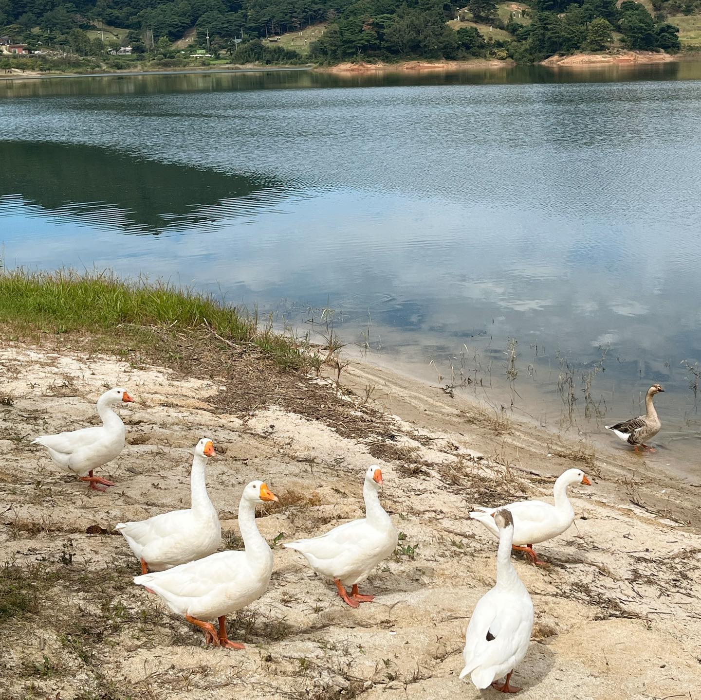 .
주말의 산책 
집근처 자연속 산책 너무 좋아 🤍