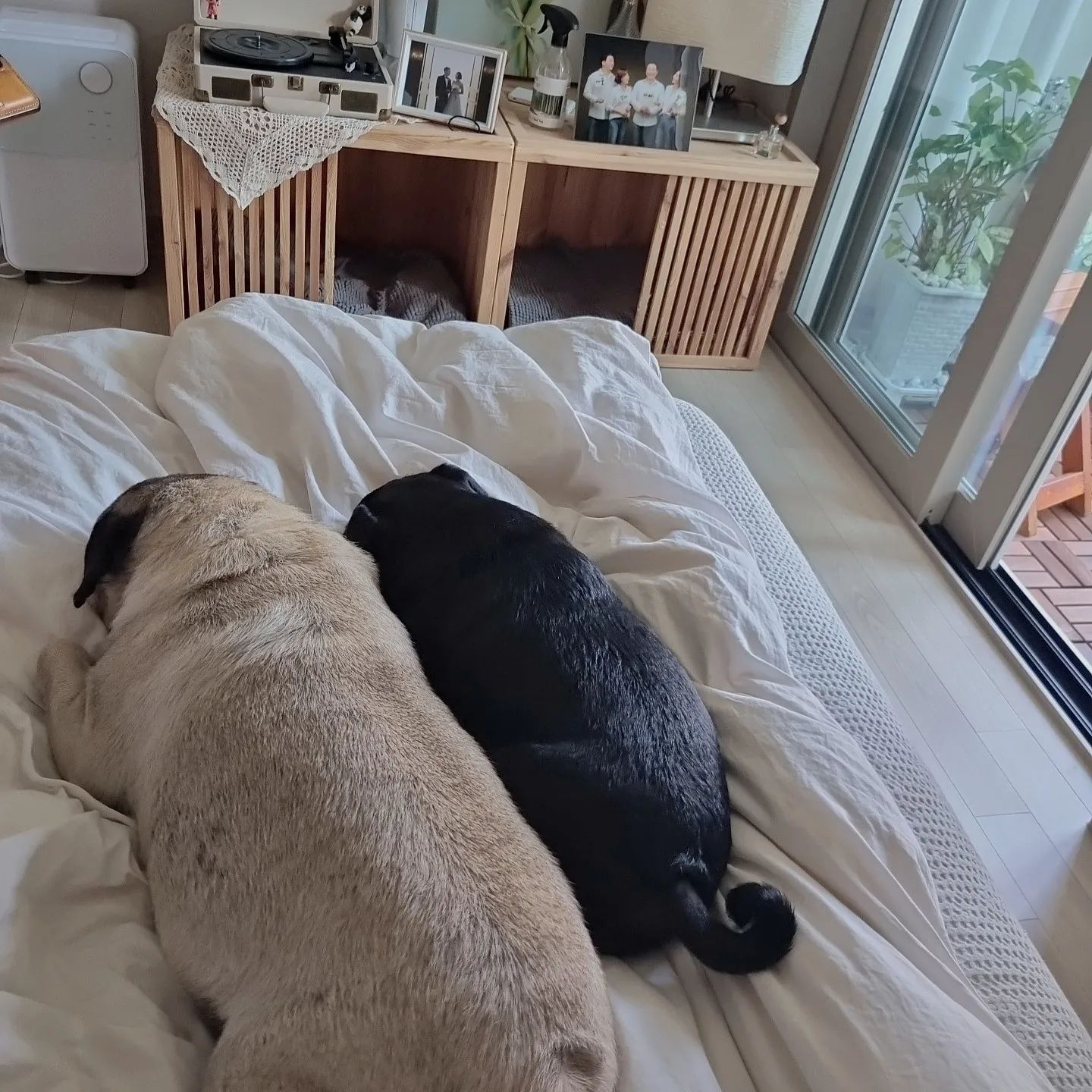 #뭉치랑뭉탱이 
산책하고 
피곤한지
코골며 낮잠중💤💤
.
.
.
#퍼그 #퍼그라이프 #퍼그램 #퍼그홀릭 #퍼그는사랑입니다💕 #퍼그스타그램 #퍼그사랑 #퍼그가족 #퍼그일상
