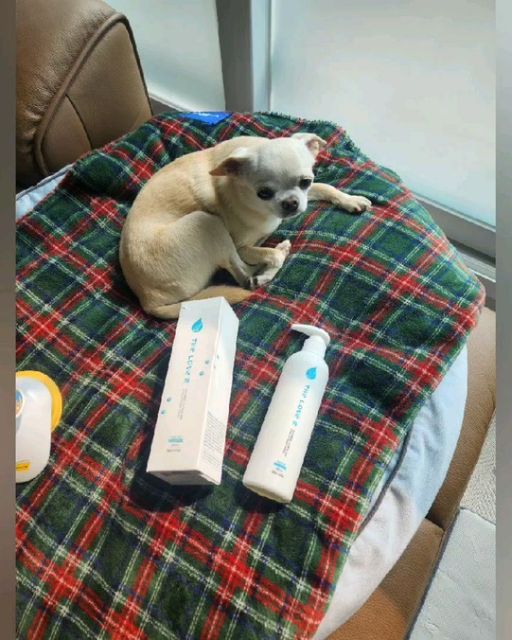 @baby.pory on Instagram: "#협찬 우리 댕친구들 다들 샴푸 뭐쓰개? 포리는 더럽개 샴푸 써보고 너무 좋아서 친구들한테 추천하러 왔다개 더럽개 펫샴푸는 pH중성 포뮬라 저자극 중성 샴푸라 반려동