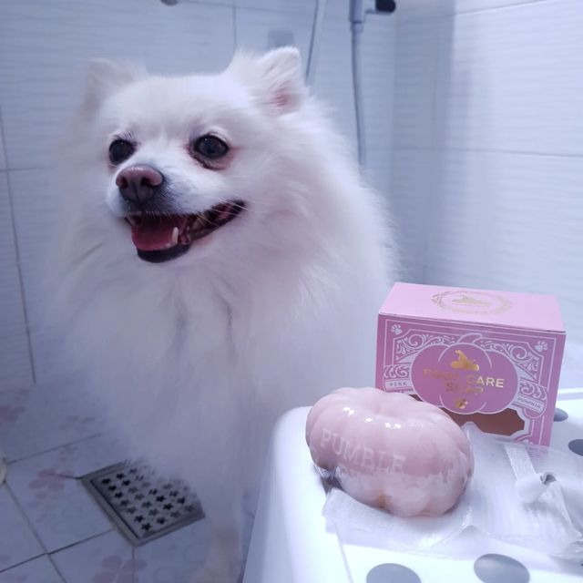 💜김휴이💜 on Instagram: "#업체로부터제공받은제품입니다 #펌블펫 휴이는 스트릿 출신이라 발 패드가 엄청 까져있어요...ㅠㅠ 발 닦일 때마다 핥고 그러니까 안에 피부까지 예민해지기 일수