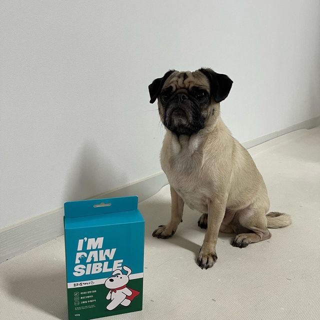 수밍밍 on Instagram: "#광고 ✅100% 국내산 오리도가니 ✅휴먼그레이드 ✅관절 건강 , 치석 제거 , 스트레스 해소에 도움 @impawsible_official #임포시블#임포시블강아지간식#애견수제간식