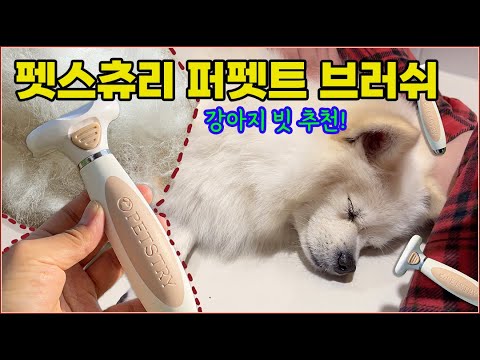 펫스츄리 퍼펫트브러쉬 리얼리뷰 | 털갈이 필수템 | 강아지브러쉬추천 | 강아지 털갈이 빗질 | 폼피츠 이중모 빗추천