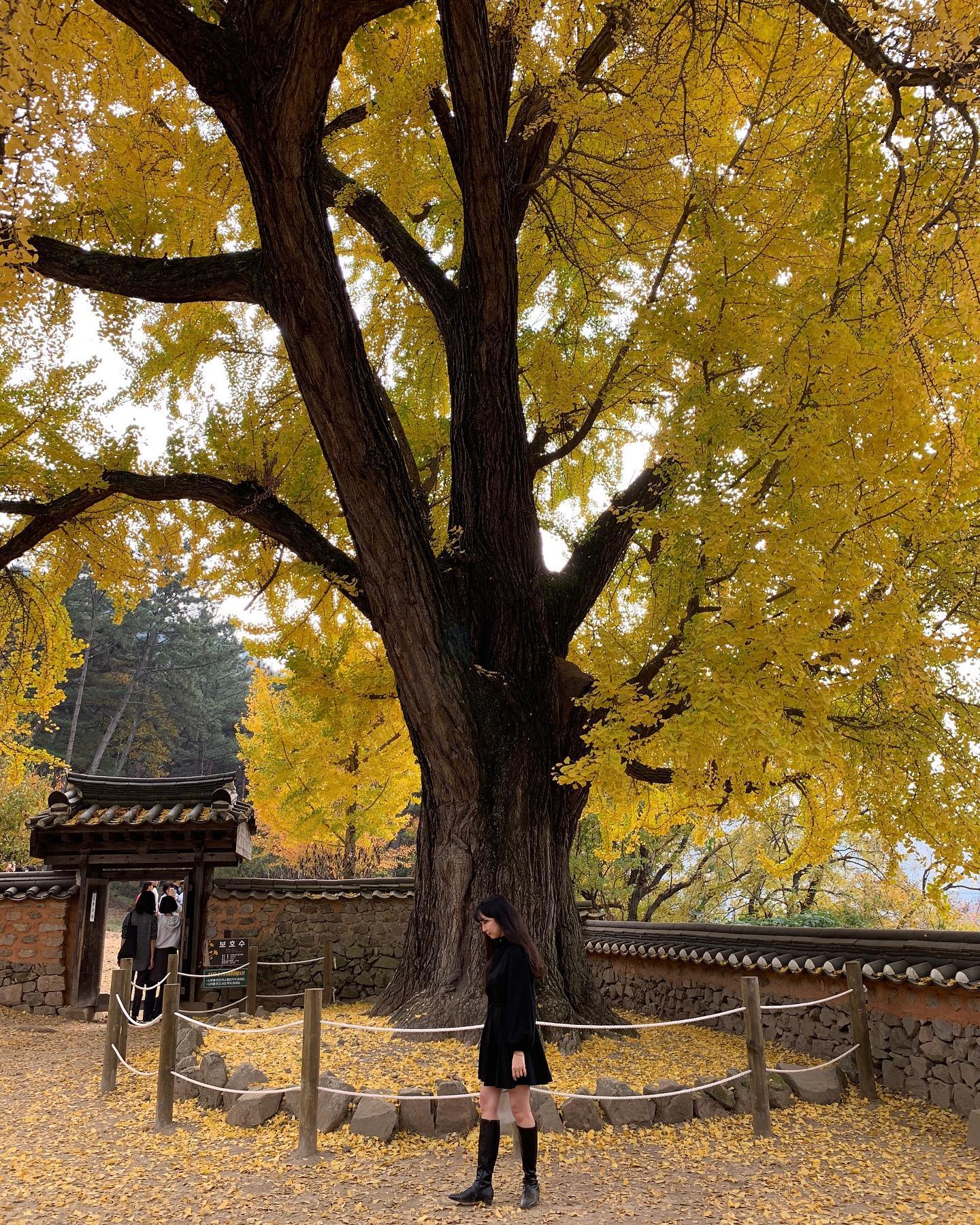 막바지 가을 즐기기🍁🍂🪵