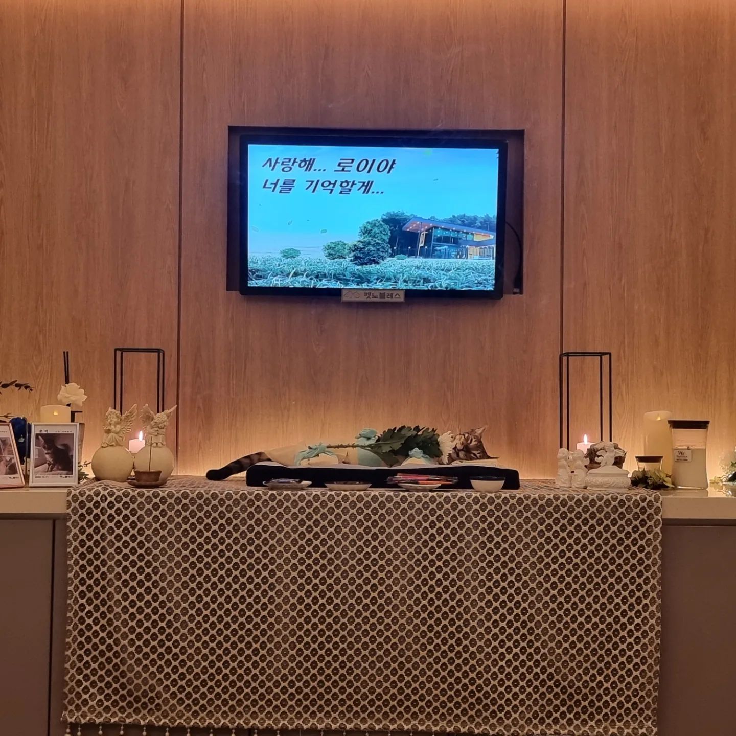 19년6월6일 우리한테 선물처럼 왔던 잘생기고 장난꾸러기 아깽이가 무럭무럭 자라 똑같이 생긴 아들딸놓고 잘지내다 아가들 크는거 3년도 못보고 너가 이렇게 빨리가는게 어딧어.. 산책좋아하는 로이 위해서 살아서는 위험해서 못보여주던 바다 마지막으로 보여줬네..로이야 사람 좋아하고 강아지 좋아하고 물을 좋아하던 착하고 의젓했던 우리로이 아프면 조금만 빨리표현해주지.. 엄마, 아빠가 너무 늦게 알아서 정말 너무 미안해.. 너새끼들은 안아프게 잘지켜줄게! 우리로이 거기서는 이제 안아프지?! 행본하게 조금만 기다려줘! 나중에 꼭 언젠가 다시보자! 잠시만 우리가슴에 묻어놓을게.. 잘자! 사랑해 내새끼♡
.
.
.
22년 12월 11일 보석이된 우리로이