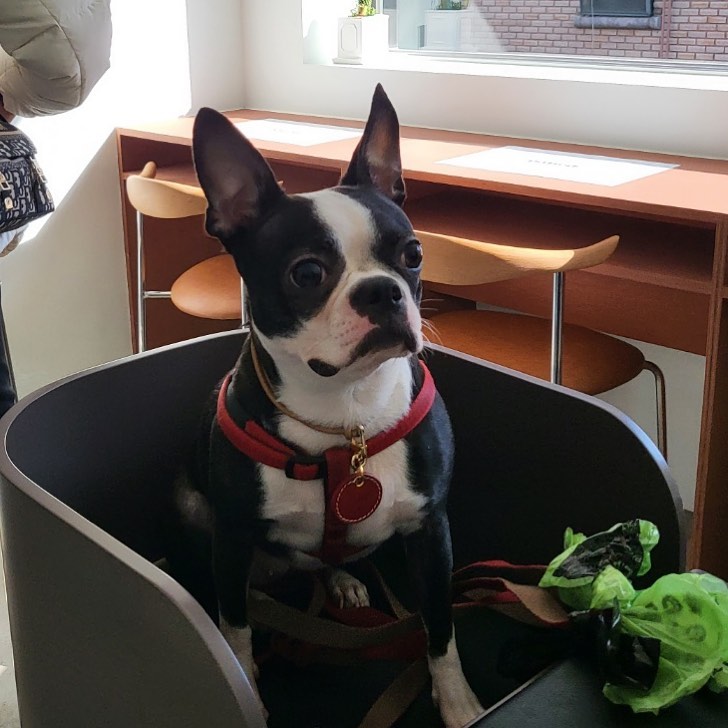 #엄마랑데이트해찌#데이트#서울데이트#seoul#date#withmom❤️#보스턴테리어#bostonterrier#4yearsoldgirl💕#패티드#신논현#애견동반#브런치맛집#멍푸치노한잔☕️#엄마여기맛집❤️#또와요🙆‍♀️
