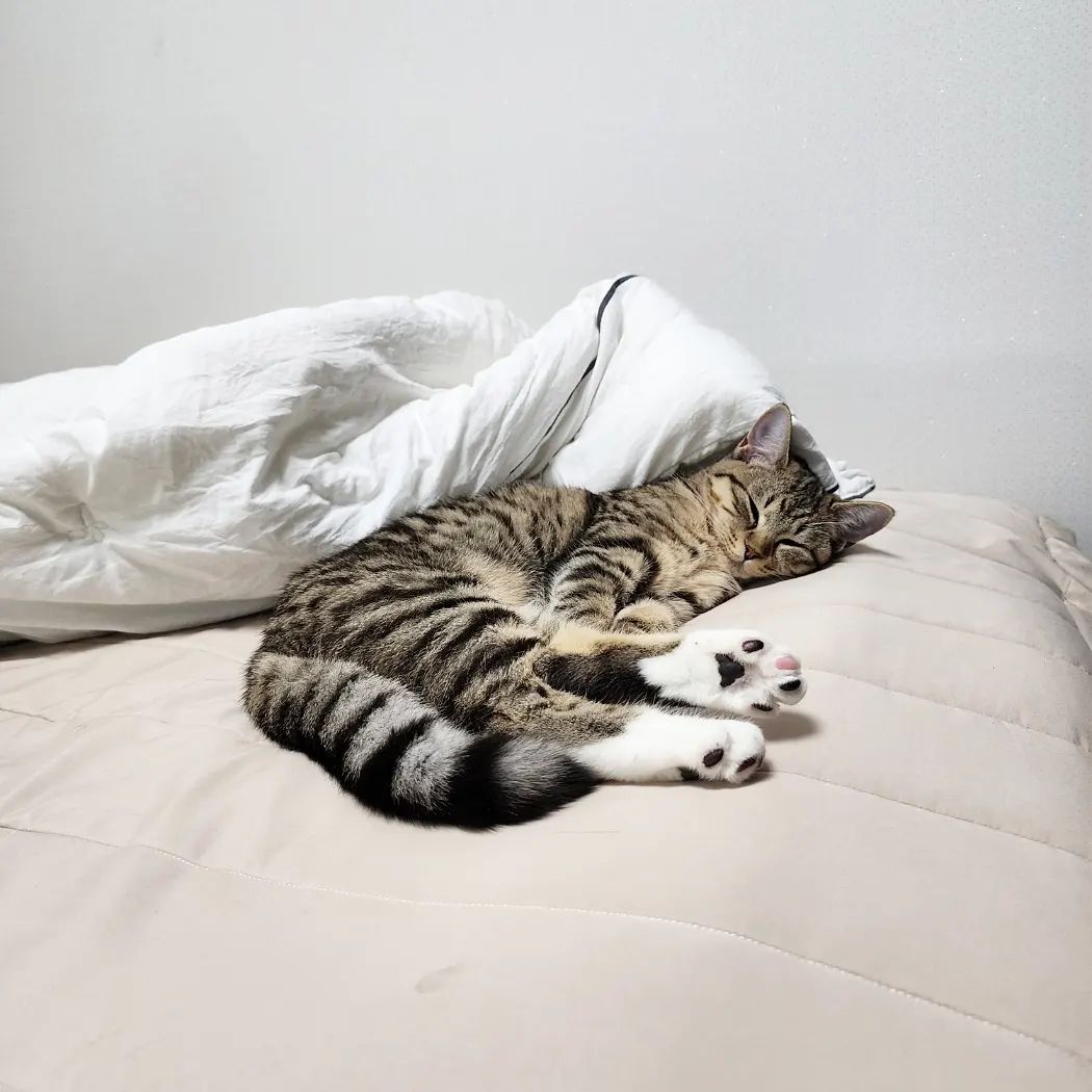 세상 평화로운 우리막내딸🤍😽