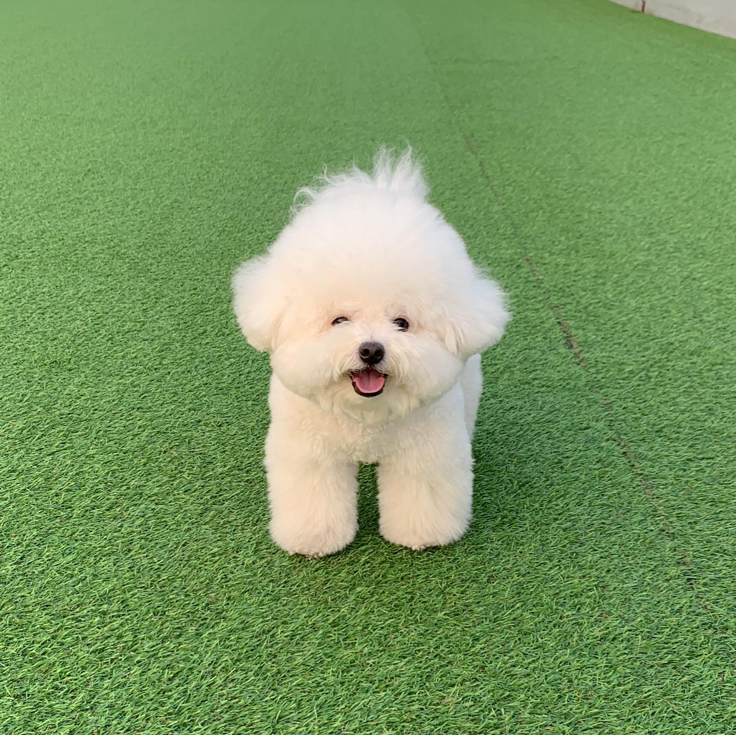 삑삑이 던져주새오🎾