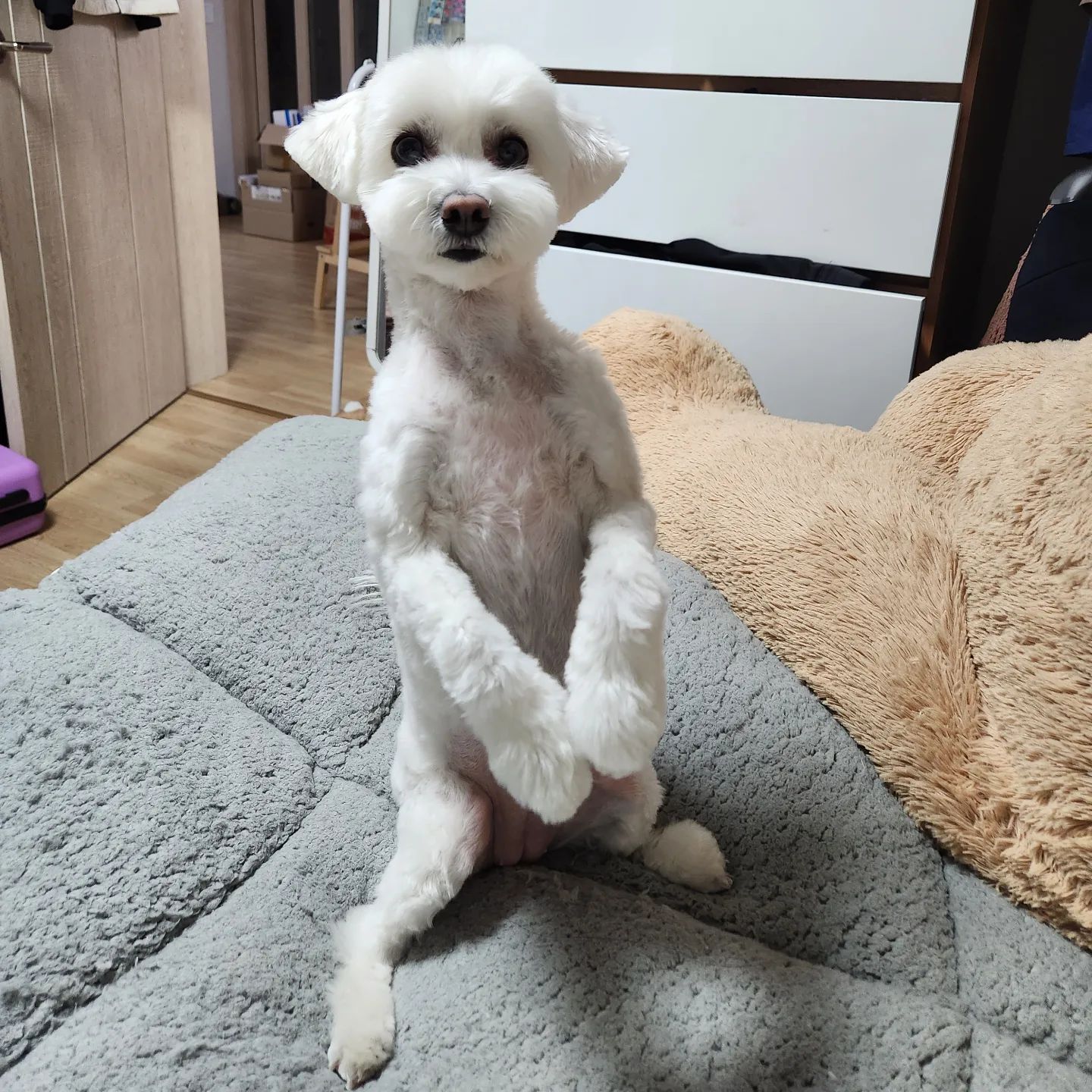 .... 미어캣..?