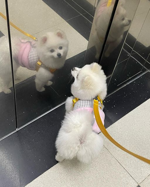 꿀이🍯 on Instagram: "#제품제공 #협찬리뷰 #이벤트당첨후기 
#둥둥하네스후기 
꿀이가 얼마전에 @sheeezgone 에서 열린 이벤트에 당첨되어 5만원 상당의 용품을 받았는데요!! 오늘은 첫번째로 받은 쉬즈곤 둥둥하네스M 과 리드줄로 오늘 산책을 해봤는데요!!
#1 .꿀이 목에 직접적으로 압박하지않아서 첫사용하는 제품인데도 거부감 없이 사용했습니다.
#2 .꿀이가 하네스 채울때 많이 움직이는데 이 #둥둥하네스 는 채우기고 편했어요!!
이 하네스 사용하면서 약간 아쉬웠던점은 딱 한가지! 저같이 자동리드줄 쓰는사람들은 끈 리드줄이 어색해서 적응하기엔 좀 오래걸릴거같네요😅😅 근데 끈  리드줄을 사용하시는분이시면 추천해도 좋을거같아요!! 똥봉투케이스도 끼울수있는 고리가 있고 손목에 끼울수있게 되어있어 안전해요!!"