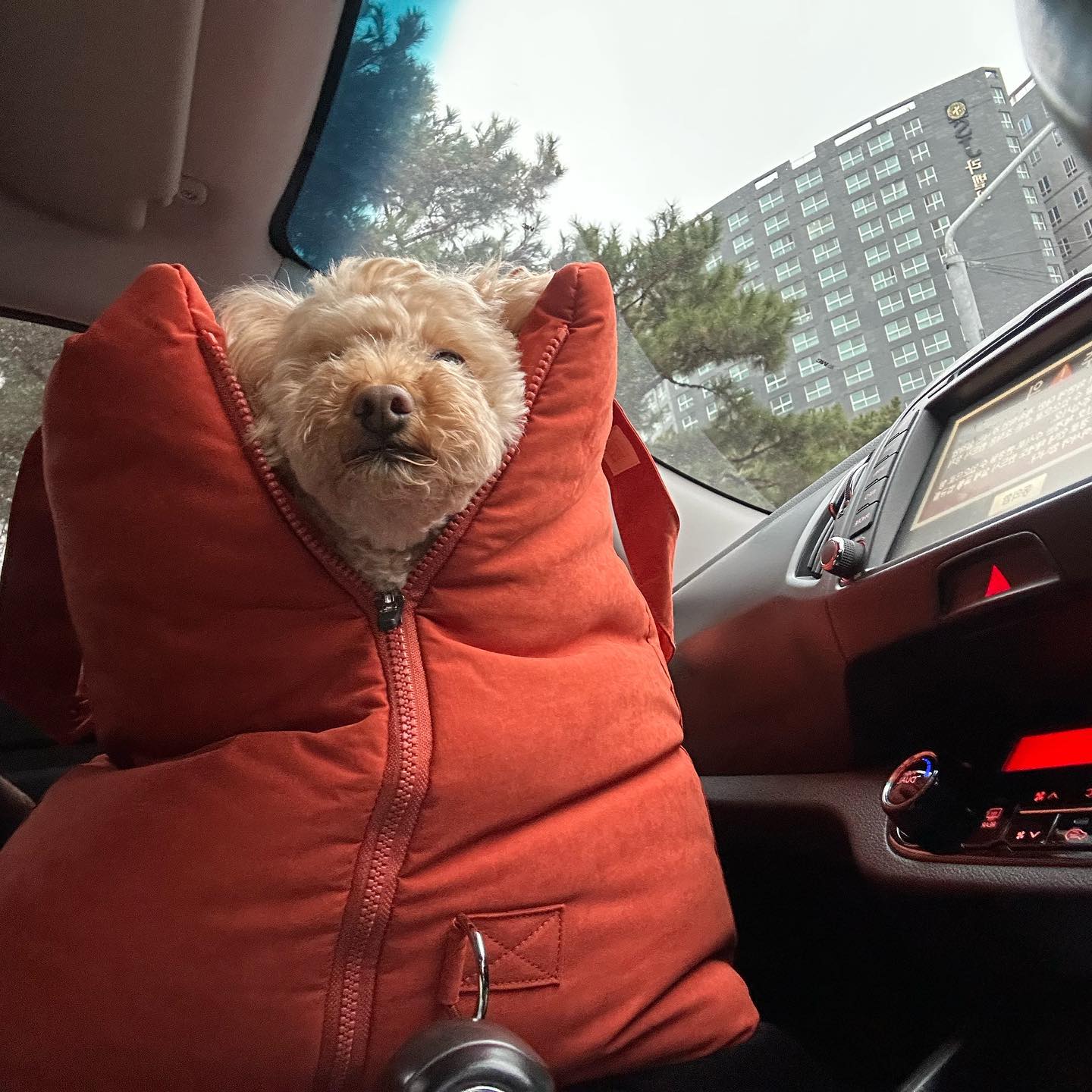 🐶초코 견생 첫 #드라이브백 후기🐶
chun_bong._.bro
finu_official
초코의 6년 넘는 견생동안 차를 탈때는 항상 사람 무릎 위에 앉아 동승 했었다. 근데 생각해보니 사람도 강아지도 절대 편할 수가 없는 구조? 강아지는 울퉁불퉁한 무릎에서 사람은 구부정한 자세로 계속 안고 있으니까🥹
그리고 문제는 엄마 혼자 애기를 데리고 볼일볼때! 특히나 운전자의 무릎에 앉히고 운전하는 건 너무 위험하다고 생각했다! 그래서 한 3년전쯤부터 사야지 사야지 했는데 맘에 드는게 없어서 못사다가! 드디어!!! 큰맘 먹고 주문했다
장점🫶
적응이라고 할게 없이 너무 편안해 했다.
카시트 방석으로 이용 가능해서 집에서도 사용하기 좋았다
차량 흔들림에도 아기가 안정감 있어함
요청사항✔️
겨울 극세사 시트? 커버?가 나왔으면 좋겠다!(바로 구입할거임>_<)