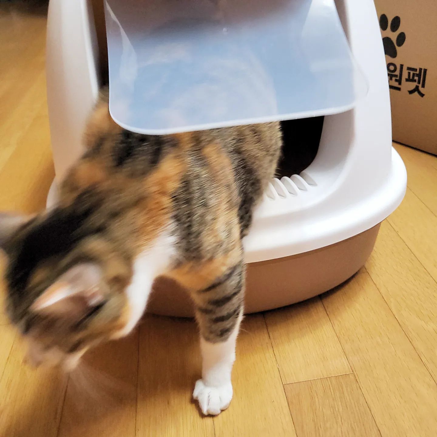 #협찬
저희 집에는 고양이 화장실이 2개 있었는데 1개가 아기 고양이용이여서 성묘가 된 노랭이 까망이가 잘 안 쓰더라고요~ 마침 바꾸려고 했는데 아이원펫에서 초대형 화장실을 협찬해주셨어요😚

성묘가 된 노랭이가 제품을 뜯자마자 들어갔는데 크기가 넉넉하죠?
리퍼제품이여서 약간의 벌어짐이 있다고 하셨는데 저는 어디가 벌어졌는건지 모르겠더라고요😅

처음에는 후드가 있어서 잘 쓸까 걱정했는데 모래도 넣기 전에 노랭이 까망이가 숨숨집으로 쓰더라고요. 후드 때문에 잘 안 써도 걱정 없는게 후드가 분리가 되더라고요! 
모래 넣고도 왔다갔다 잘하는 노랭이 까망이 보이죠?!🥰

모래 때문에 사막화 현상이 심했는데 후드도 달려있고 나오는 입구에 모래가 털리게 되어 있어서 사막화가 조금 줄은거 같아요~! 사막화가 고민이신 분들에게 아이원펫 고양이 화장실을 추천드려요👍

#대형고양이화장실 #고양이대형화장실 #고양이화장실추천 #고양이화장실대형 #고양이용품 #고양이변기 #고양이초대형화장실 #초대형고양이화장실 #고양이배변통 #특대형고양이화장실 #고양이화장실후드형 #고양이후드형화장실 #후드형고양이화장실 #아이원펫