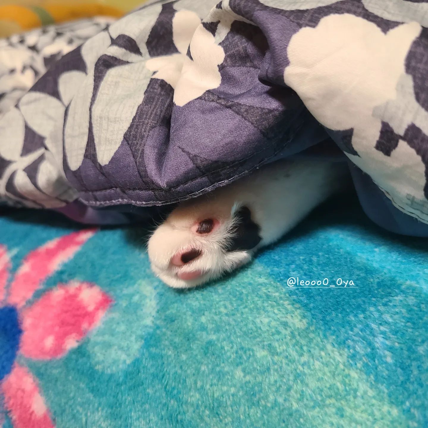 누구 발바닥, 솜방망이 게요~?🤣
마지막 사진까지 꼭 보세요! 
미모가 미쳤어요😍
.
.
.
.
.
#고양이발바닥 #발바닥젤리 #고양이스타그램 #고양이레오씨 #귀여워 #반려묘그램 #묘델 #코숏 #집사일상 #소통해요 #미묘냥자랑 #레오그램 #고양이는사랑입니다 #집사스타그램 #선팔환영 #맞팔해요 #lovelycat #catstagram #mylovelycat