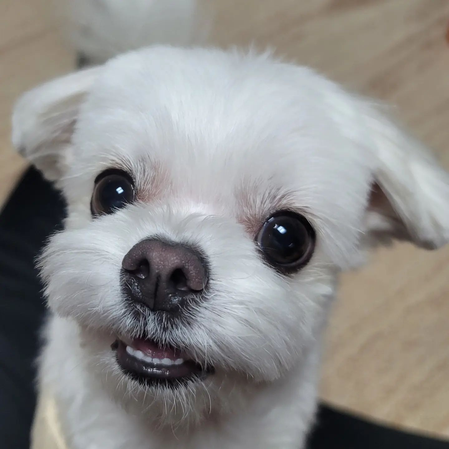 엉니가 간식을 들고 안쥰댜🥺
1️⃣ 짖어야하나..?! 망설망설..
2️⃣ 나 진지하다고😶
3️⃣ 짖기 일보 직전이댜😧
4️⃣ 내나내내내나!!!!😫
5️⃣ 고만찍구📷 내끄 내놧!!!!!🍖

후 힘겹게 얻은 내 한우떡심🐮
언니가 잡아줬으니 차칸둥이가 봐준다!😤

#간식내놔 #간식줘 #내간식이야
#한우떡심 #멍멍제과점 #스토어팜좋아요 #가격이착해 #적립금도빵빵 #기호성도좋아 #멍스타그램 #댕스타그램 #맞팔은댓글로남겨주세요😊