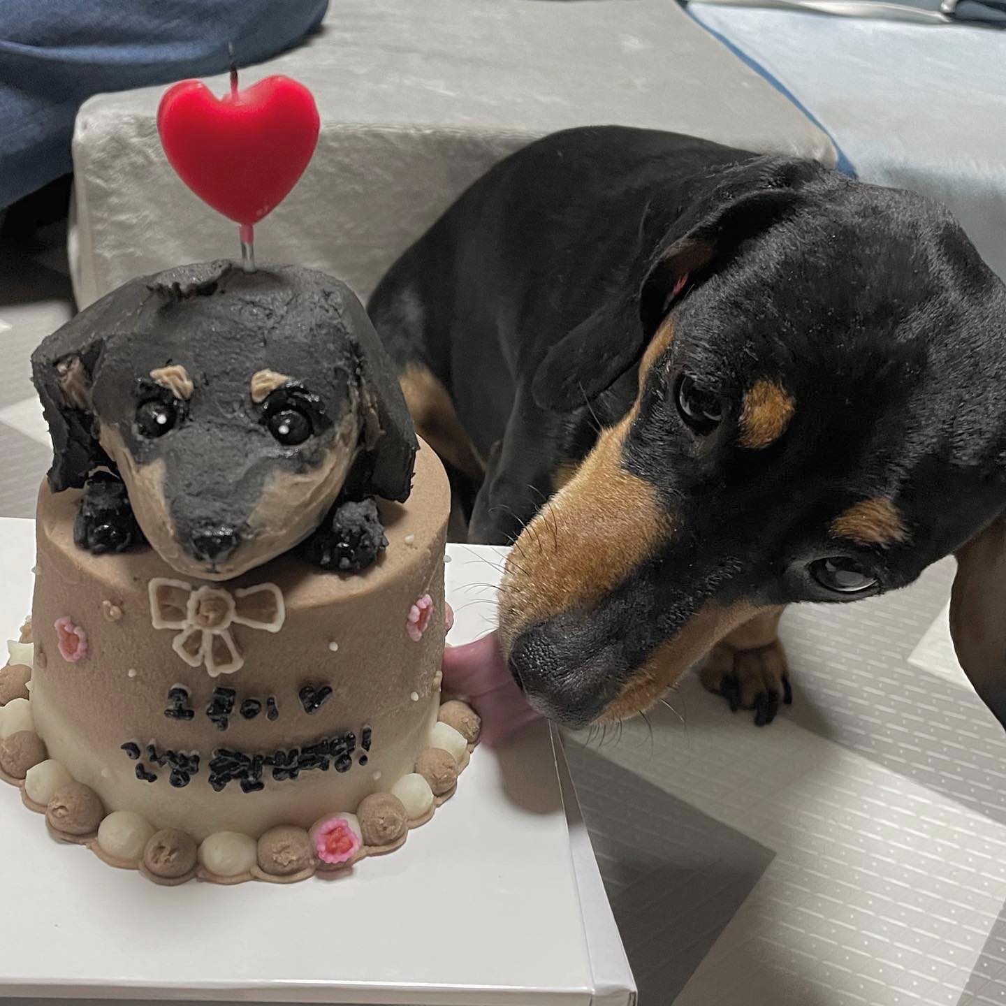 오곡이 8번째 생일축하하여~!
벌써 우리집에 온지 5년이 지났는데
덕분에 많이 웃기도 하고 집에 어른들도
니 덕에 산다^^
오곡이 인생 롱런하자잉~♥