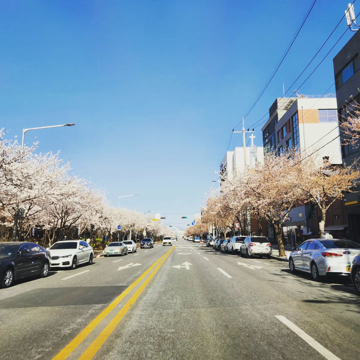 ➋⓿➋➌년⓿➌월➋➏일
(봄의 문턱)
.
분명 부모님집에 가는길 이였는데..
🌸 들이  도열을 하고 있네..
봄의 한가운데로 달려가는중
.
#휴일 #봄의문턱에서 #벚꽃놀이 
#벚꽃터널🌸