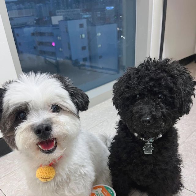 팬돌이 코르🐶 on Instagram: "하루종일 뛰어다니는 우리 멈머들의 관절 건강! 소중하고 또 소중하다구💪🏻 🦴킵펫의 관절잡스는 글루코사민,콘드로이친 다량함유로 관절질환과 염증성 기
