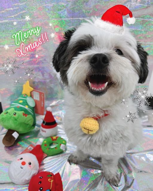 팬돌이 코르🐶 on Instagram: "⋆ᗰદ૨૨ʏ⋆ᐠ₍⁽˚⑅̆˚⁾₎ᐟ⋆ᘓમ૨ıડτന੨s⋆ 핵인싸 코르는 #크리스마스 선물 벌써 받았왈♥️ 산타 탱탱볼🎅🏻과 트리 삑삑이🎄 크리스마스 스