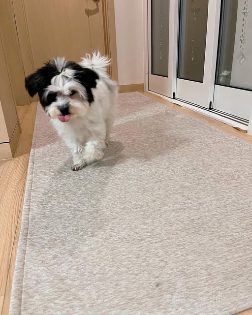 팬돌이 코르🐶 on Instagram: "실내에서도 미끄러짐 걱정없이! 슬개골 건강 걱정없이! 뛰어놀기 위한 필수템 #러그공간 의 #펫러그 🤎 코르는 복도형으로 현관앞에 깔아보았어! #생활방수 기능