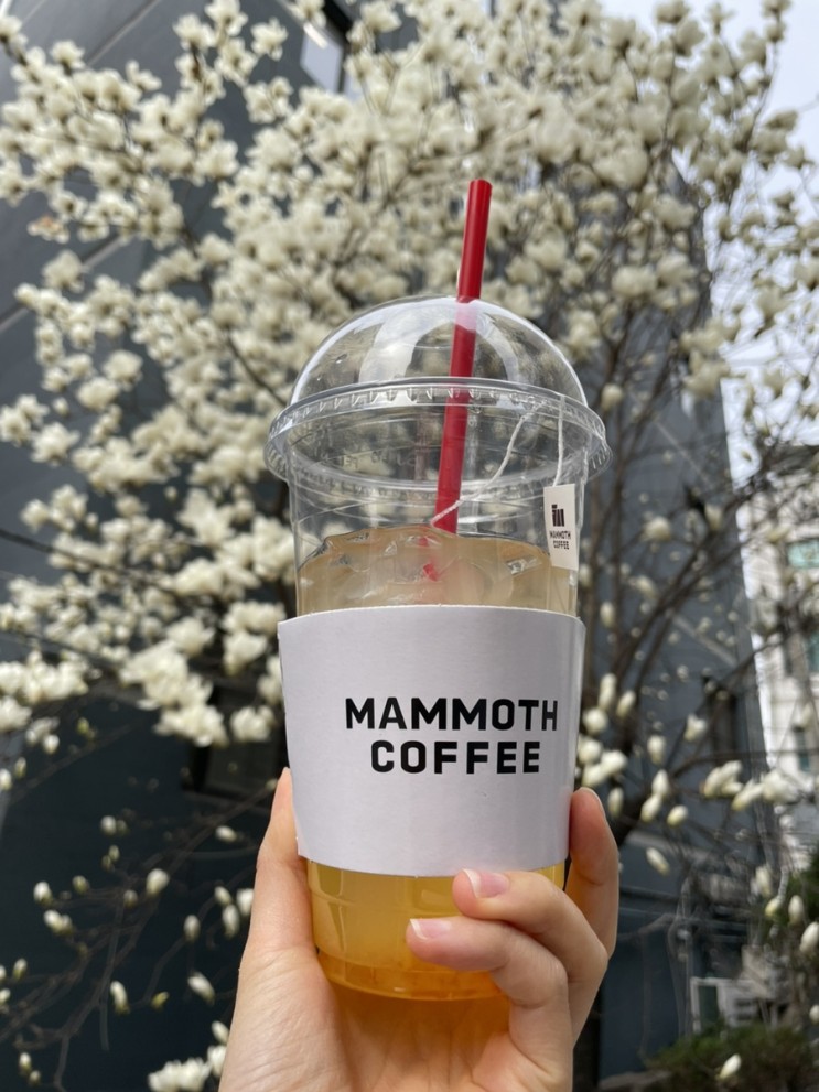 음료맛집 매머드커피 봄메뉴 납작복숭아 과일음료 복숭아티 강추!