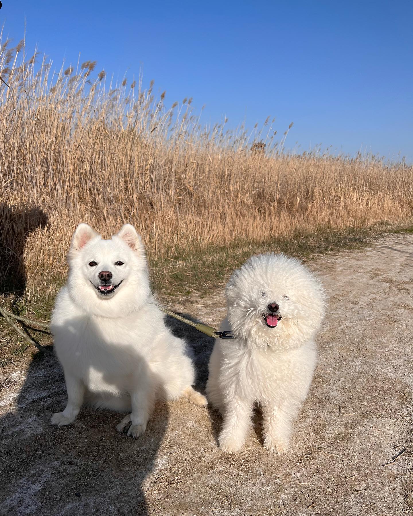 뚱코와 무털이의 우행시❣️