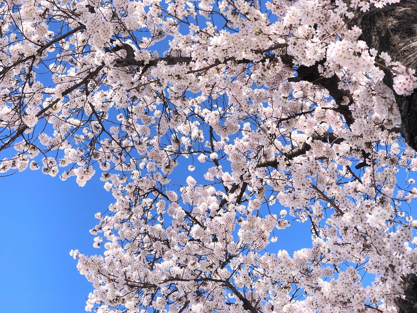 벚꽃엔딩
다음주면 엔딩이겠지?
올만에 여유 즐김.

#경주 #경주벚꽃 #벚꽃엔딩 #벚꽃명소 #황룡원 #여행스타그램 #일상스타그램