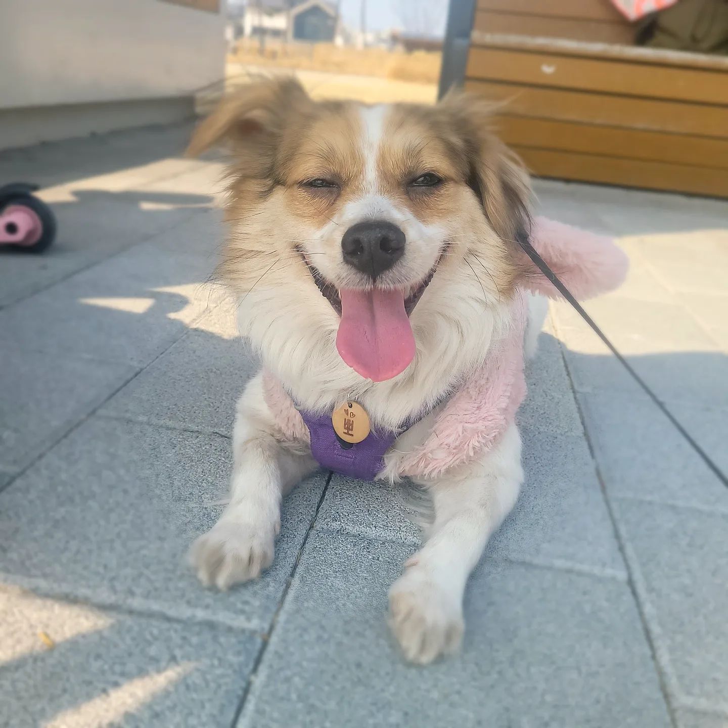 ❤️
우리 세젤예 뽀 사진은
뚜띠뽀 계정에 자주 올라옴😉

hi_dduddi 

이고