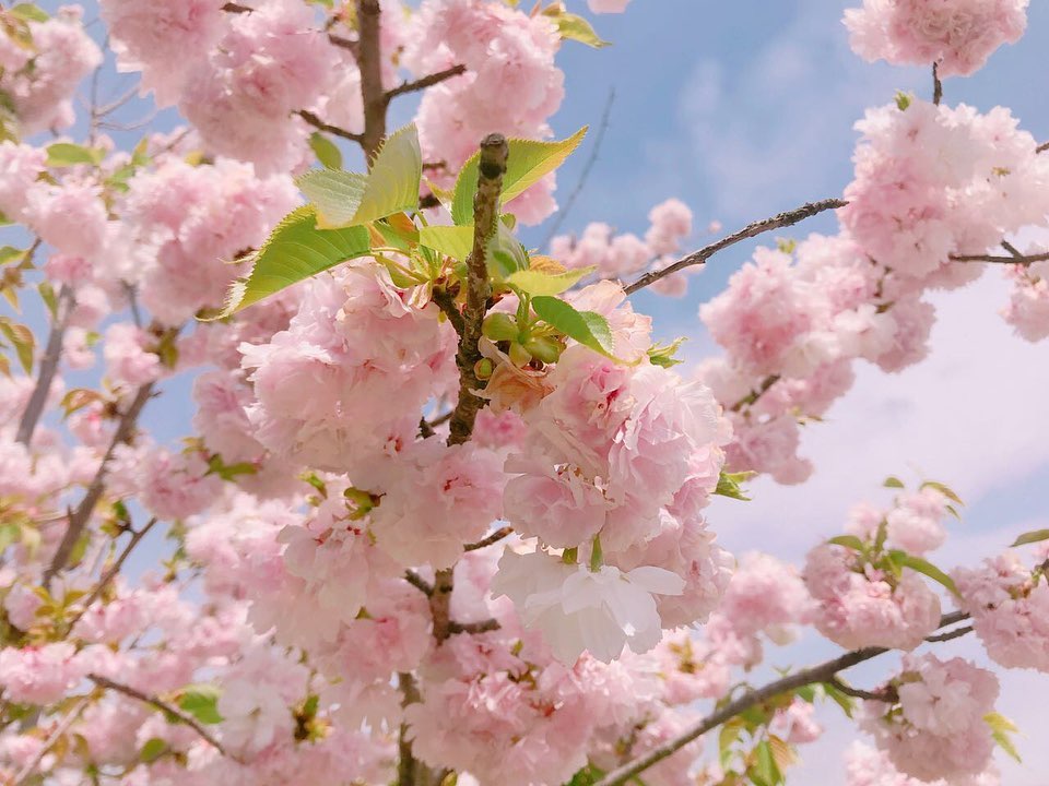 교토에서 찍은 겹벚꽃
세상 예쁘죠,,🌸🤍

⠀⠀⠀⠀⠀⠀⠀⠀⠀⠀⠀⠀⠀⠀⠀⠀⠀ 
⠀⠀⠀⠀⠀⠀⠀⠀⠀⠀⠀⠀⠀⠀⠀⠀⠀