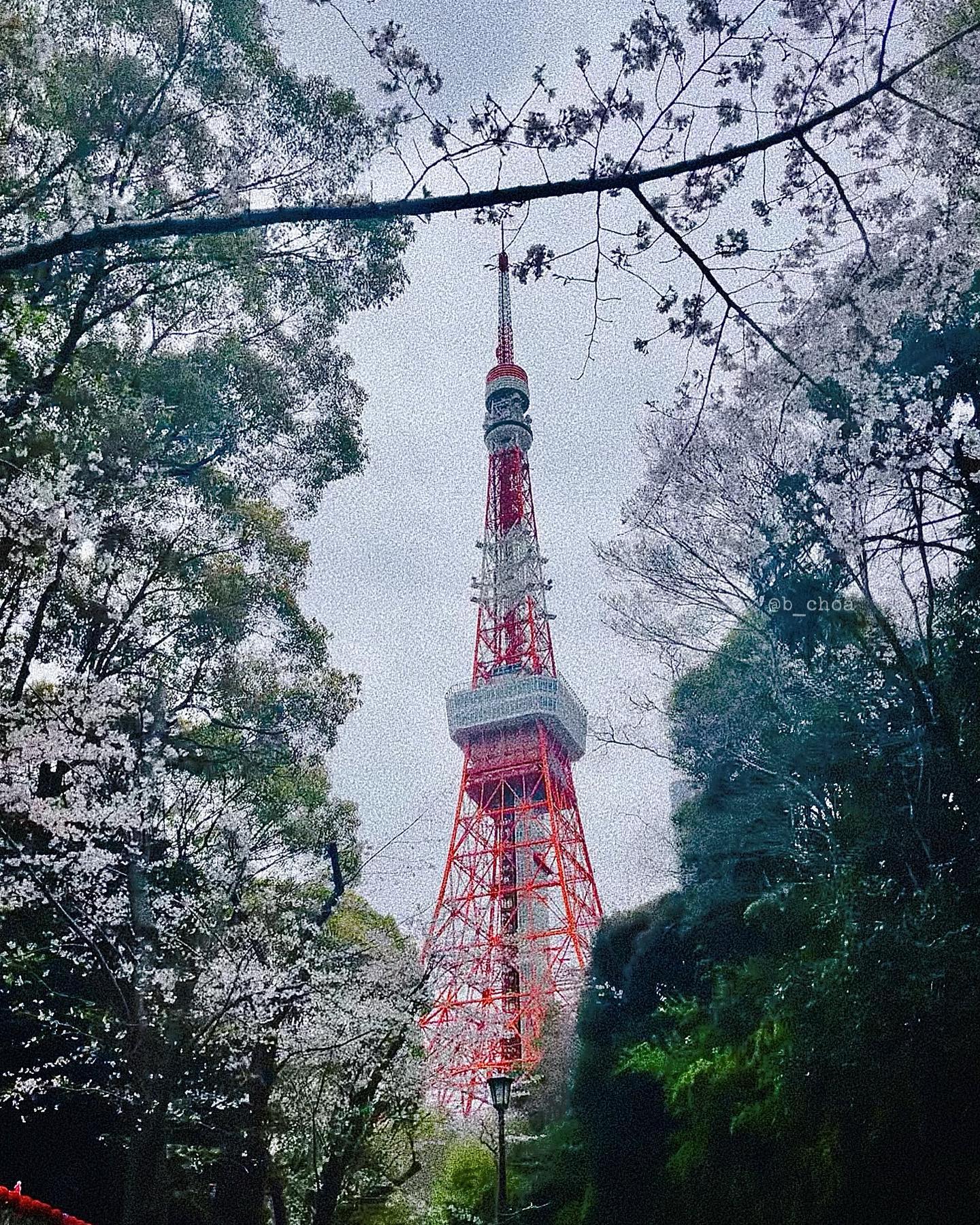 #취미 #엽서
.
.
#tokyo #도쿄 #일본 #japan #벚꽃 #사쿠라 #도쿄타워 #tokyotower #sakura