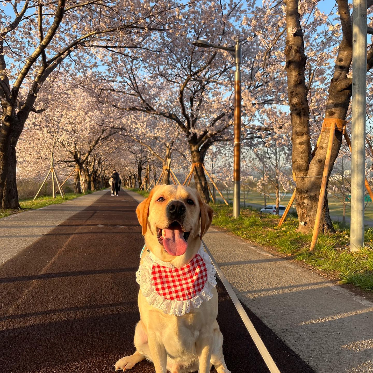 엄마빠랑 꽃노리 🌸

#나눈야 #부산싸나이 #이쑤구리 #가씨나 #아님니둥