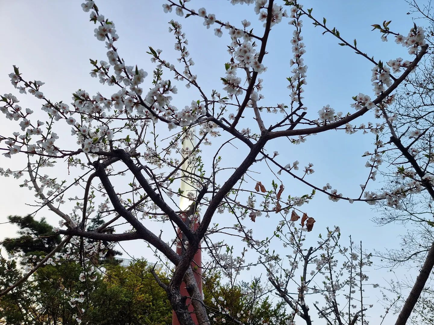 #꽃피는계절 #퇴근길 #꽃구경