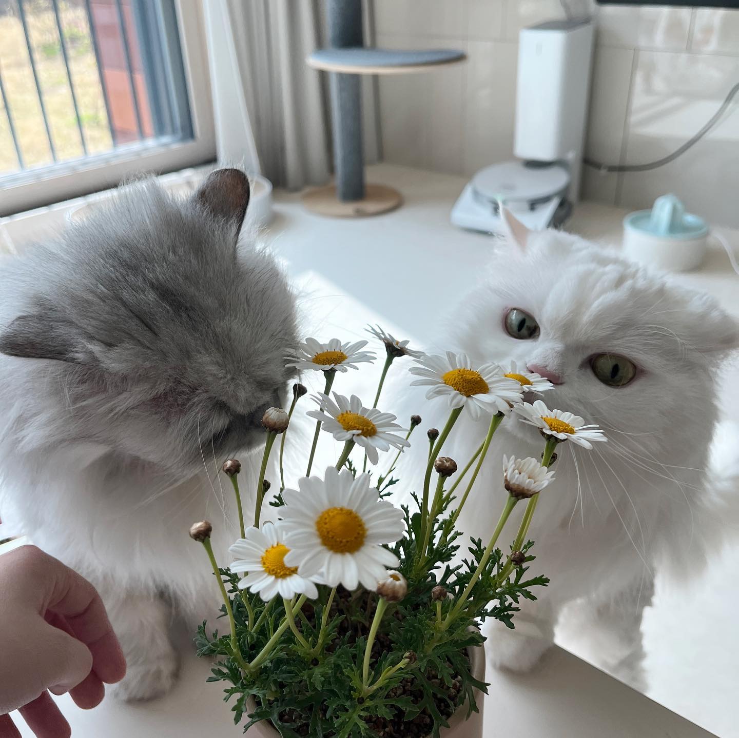 분갈이 🤍💛
밖에서 키워두 된다고 해서
베란다 난간으루 
#고양이 #꽃냥이 #페르시안고양이 #마가렛 #페르시안친칠라