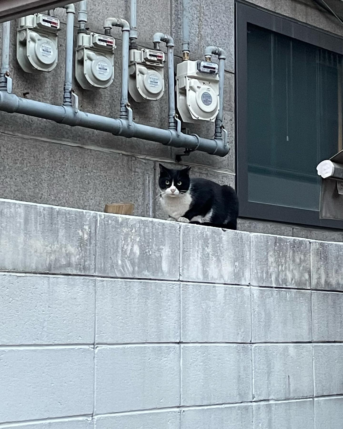 핑크 코 턱시도 🍀🐈‍⬛💓👩‍❤️‍💋‍👨
