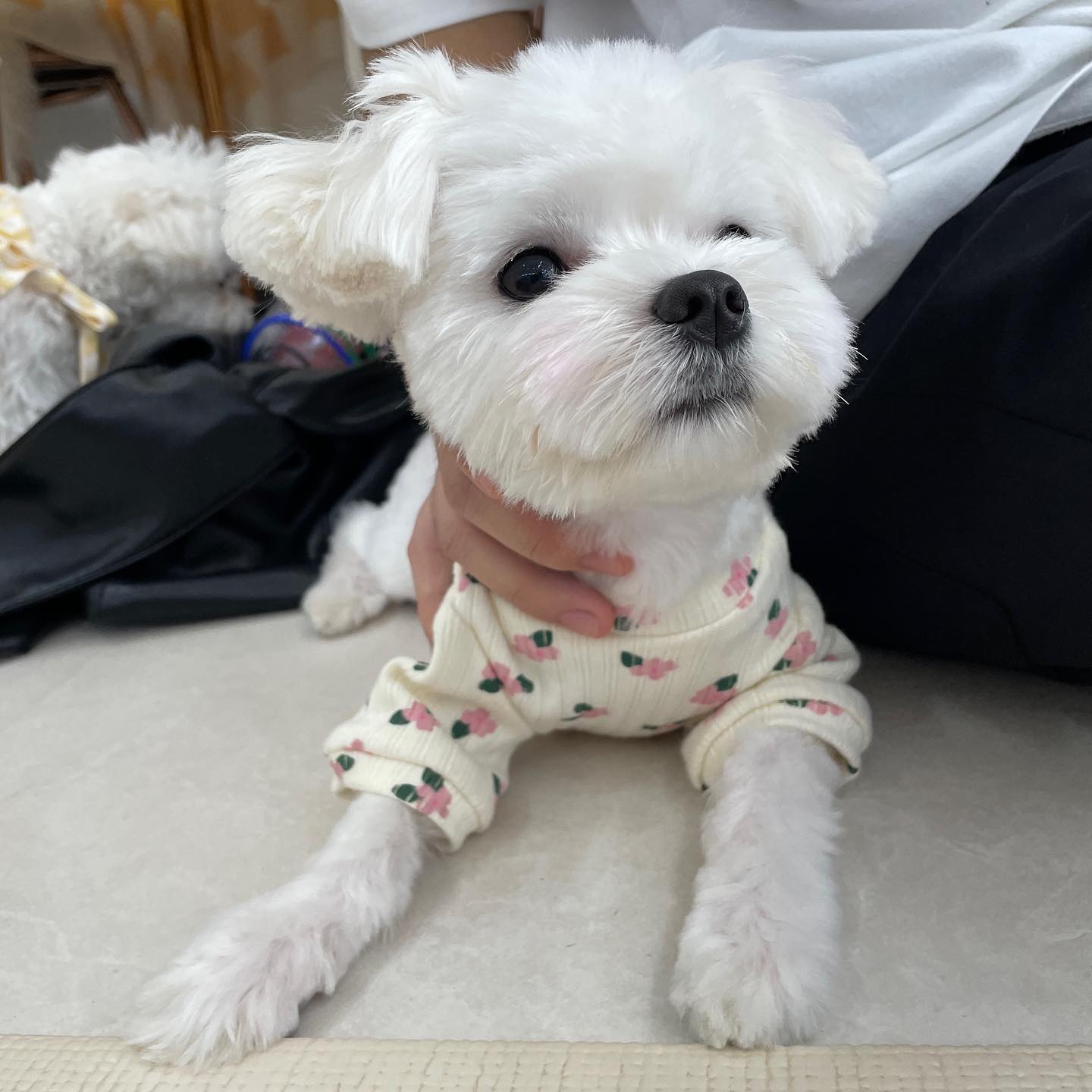 루이 미용했댜!! 미용하니 확실히 털찐거였구나.. 나 살찐 거 아니라규?!