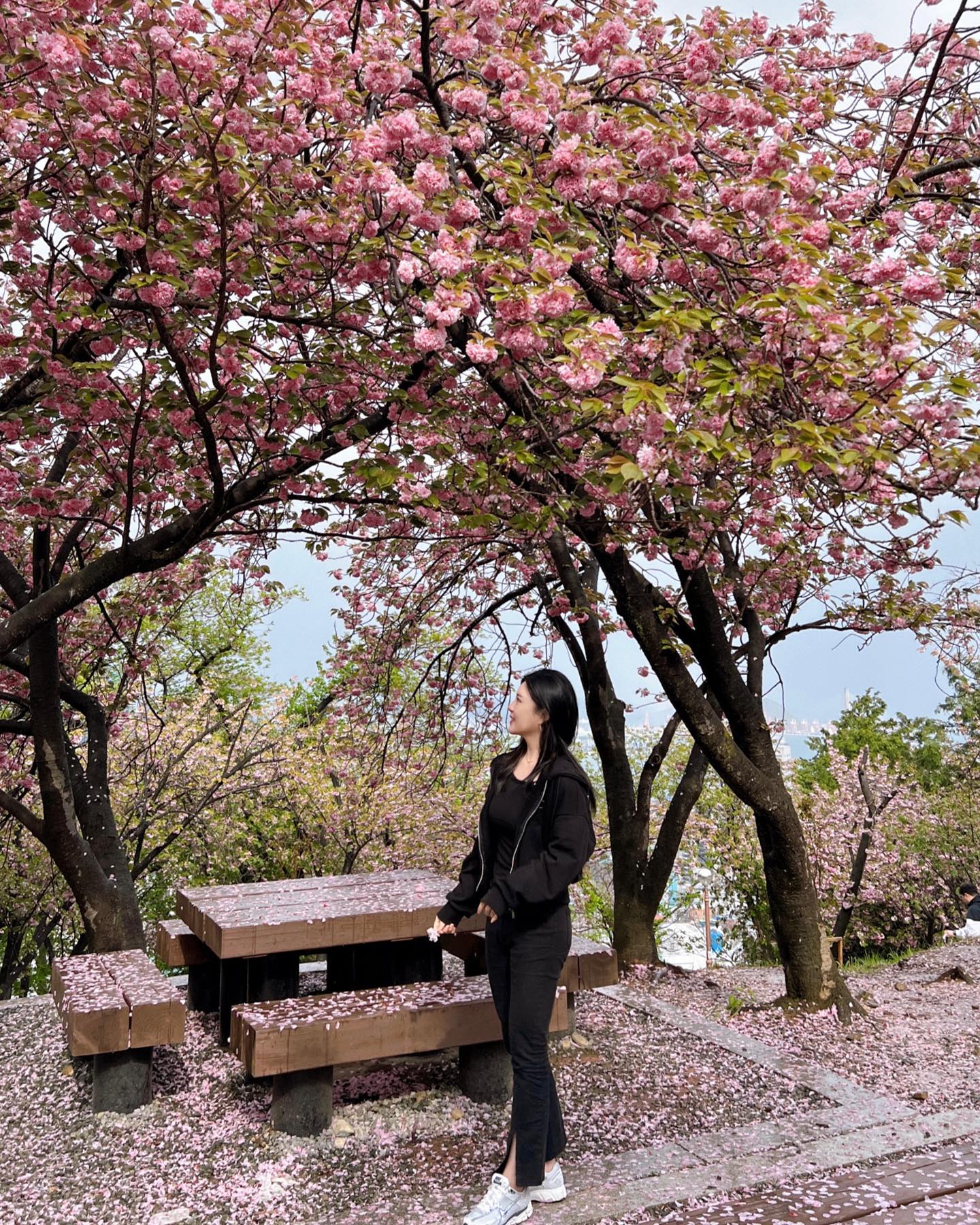우당탕탕 겹벚꽃 막차타러 ✨