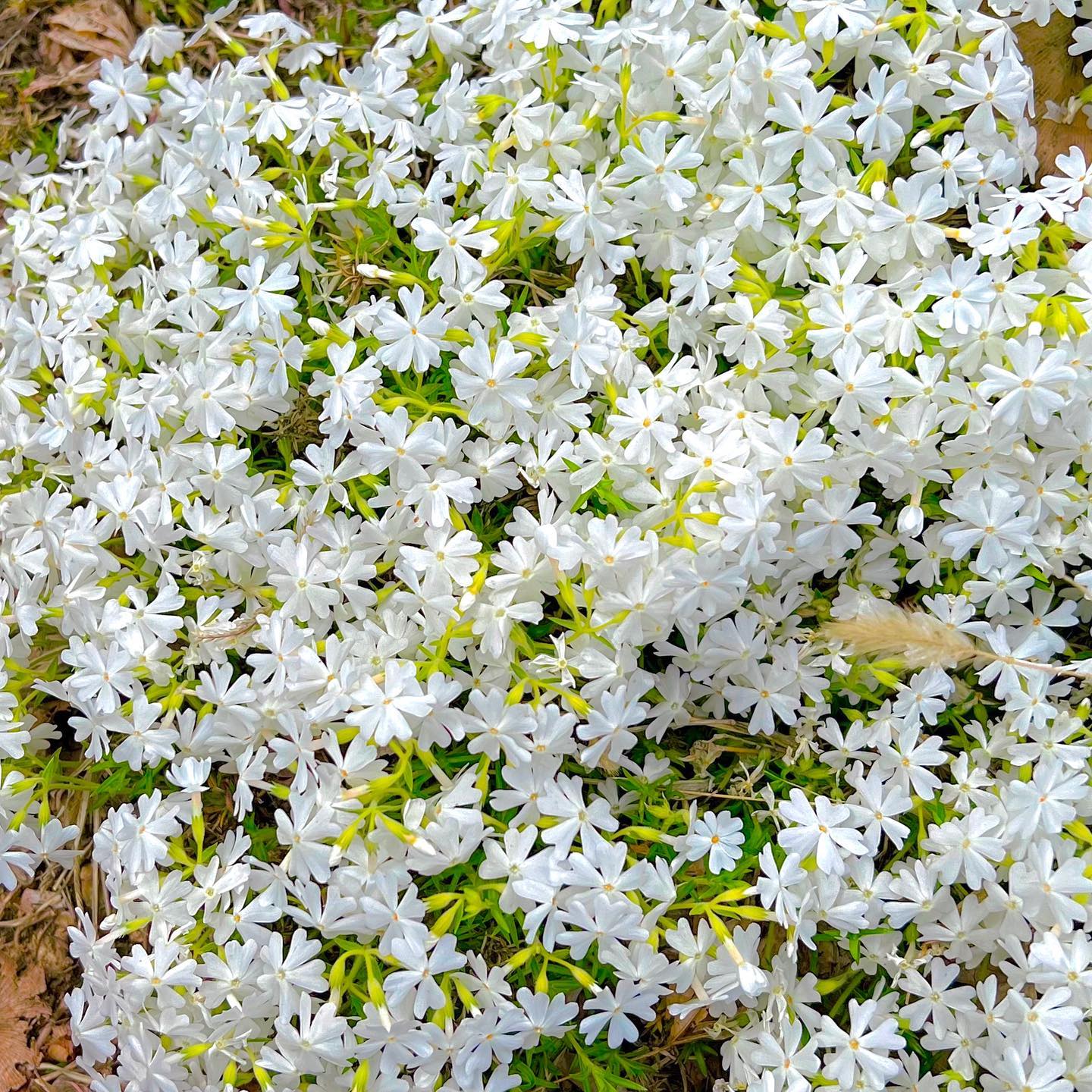 🌼