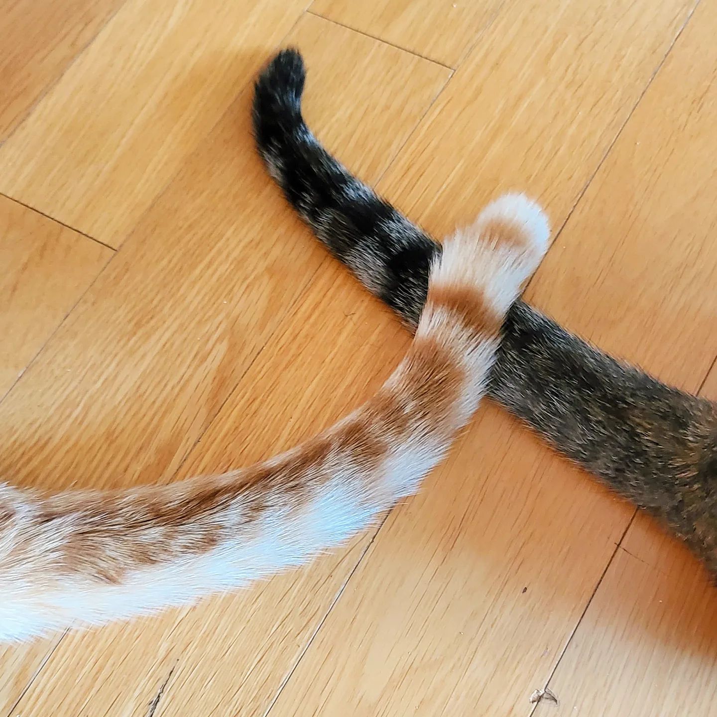살포시 올린 꼬리🐈🐈‍⬛
.
.
.
#고양이 #고양이꼬리 #남매냥 #코숏 #냥팔 #멍팔 #집사 #집사소통 #치즈냥 #삼색이