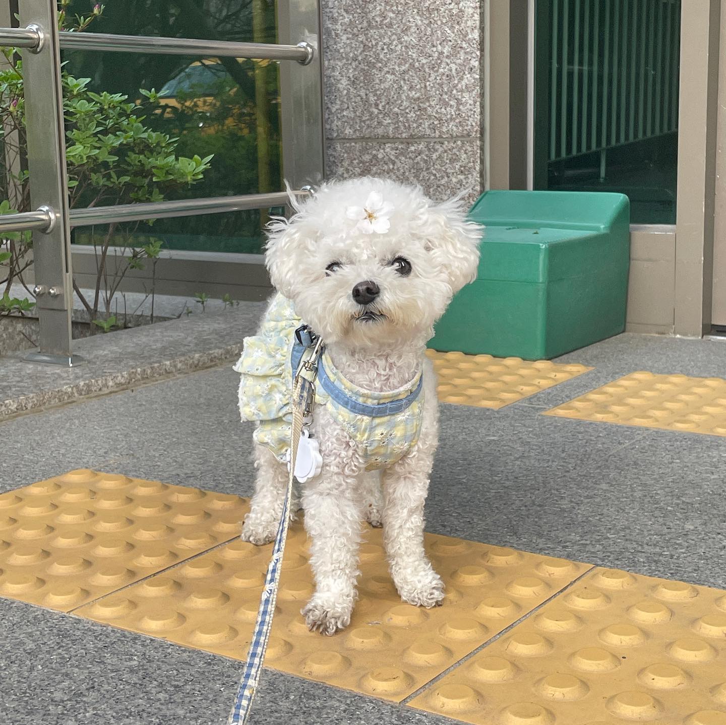 .
마이 늦은 #벚꽃 인증
.
이마에 #꼬츠가루룰날려 ~
#폭죽을더크게터트려 ~
.
길바닥 벚꽃도 내가 하믄 #펫셔니스타