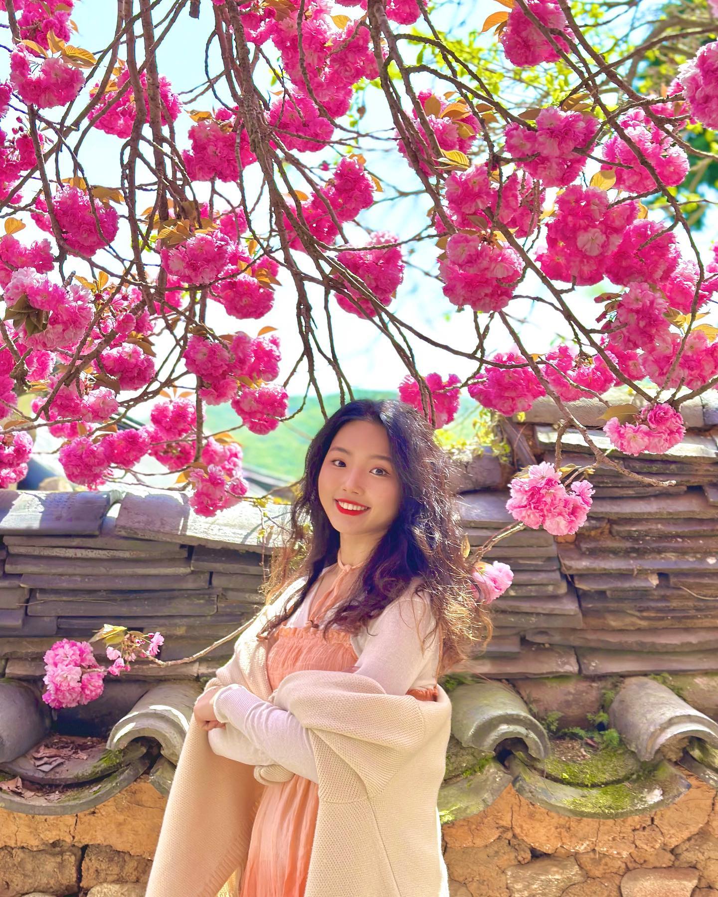 올해는 빨리 개화해서 놓치지 않고 보고 온 퐁신퐁신 겹벚꽃🌸