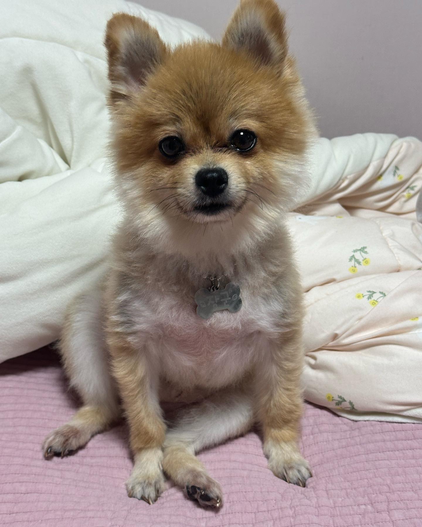 아직 화요일 실화개?🐶