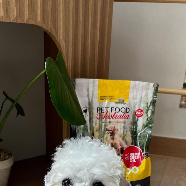 전설의강아지 김오복🌻 on Instagram: "#협찬 #광고 @pfa.korea ♡ 100% 호주산 원료 로 단백질이 많은 저알러지 캥거루 사료 💛 오복이가 한번 먹어봐찌 🔗콜레스테롤과 지방함량이 낮은 100% 호주
