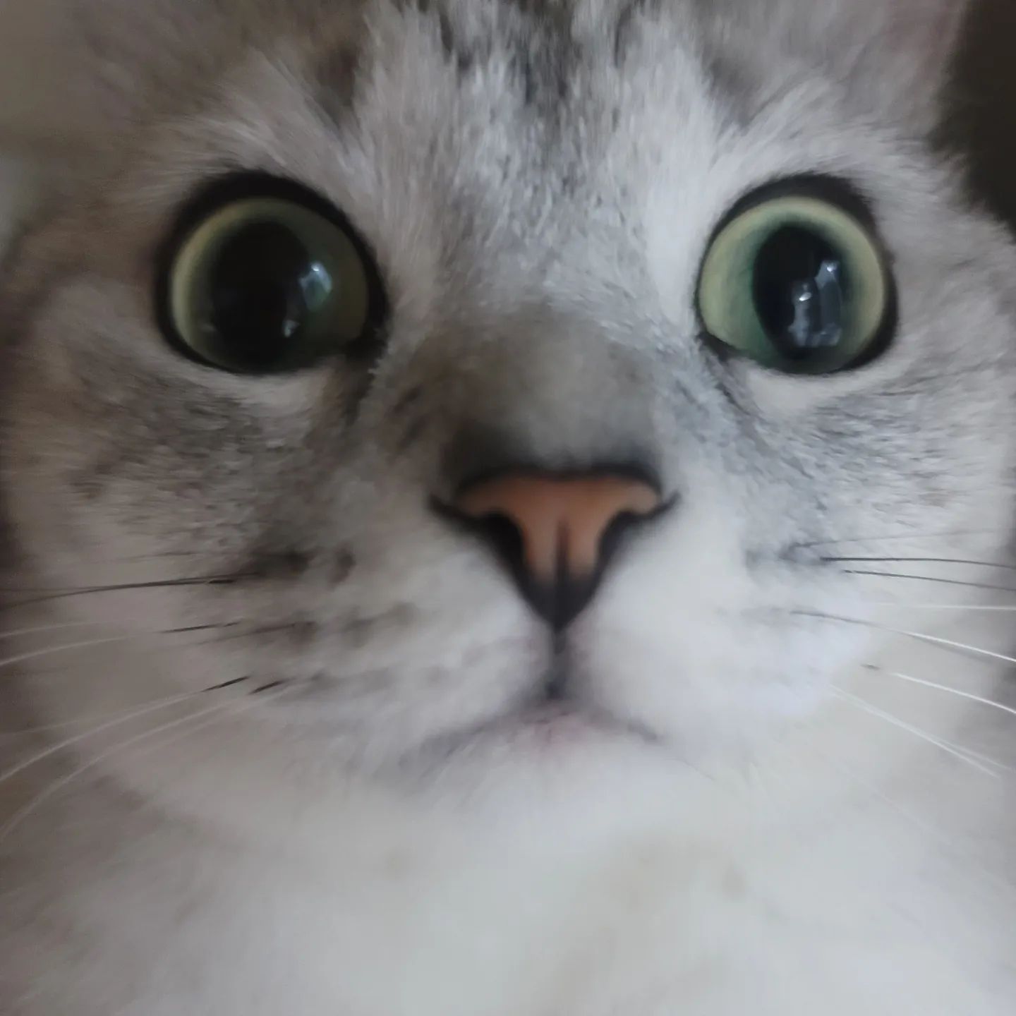 너무 이뻐서
근접샷
찍어봤습니다
ㆍ
ㆍ
ㆍ
ㆍ
#고양이 #캣그램 #고양이그램
#catstagram #cat #캣